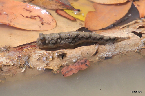 New Guinea mudskipper (Periophthalmus novaeguineaensis) — Gobiidae
