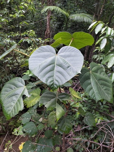 Aleurites moluccanus