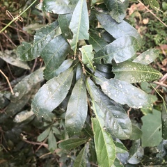 Cola natalensis