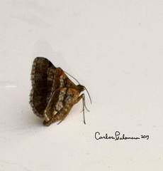 Toxonprucha repentis