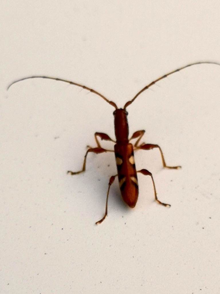Neocompsa macroscina
