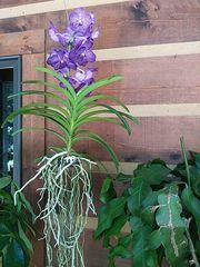 Vanda