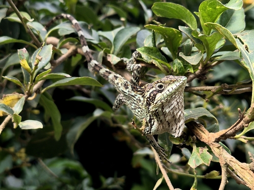 Nilgiri Salea, Salea horsfieldii