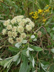 Cnidium cnidiifolium