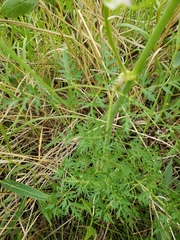 Cnidium cnidiifolium