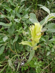 Castilleja pallida caudata