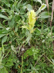 Castilleja pallida caudata