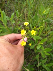 Linum sulcatum