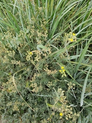 Potentilla bimundorum