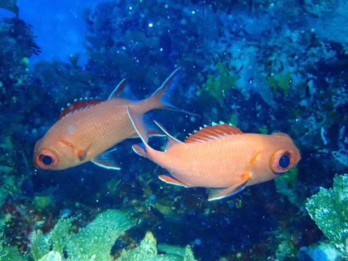 Witvlek-soldatenvis (Myripristis vittata) — Holocentridae — 3