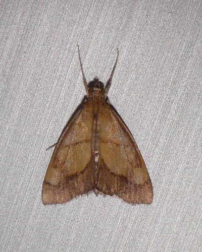 Evergestis limbata