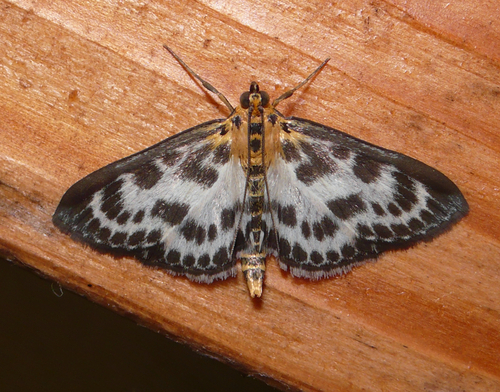 Anania hortulata