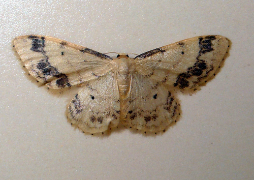 Idaea trigeminata
