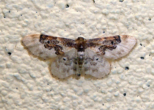 Idaea rusticata