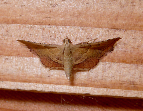 Endotricha flammealis