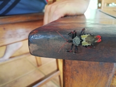 Apiomerus vexillarius