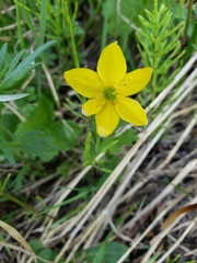 Anemonastrum richardsonii