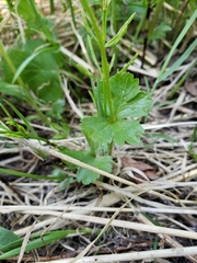 Anemonastrum richardsonii