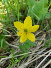 Anemonastrum richardsonii