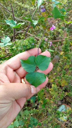 Hyacinth bean