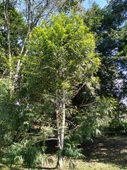 Retrophyllum rospigliosii