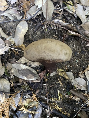 Calvatia craniiformis