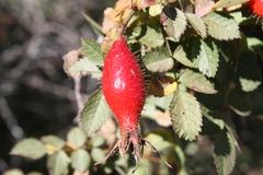 Rosa oxyodon