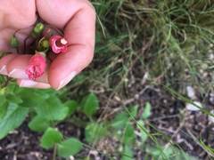 Gesnerieae