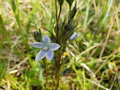 Lomatogonium rotatum
