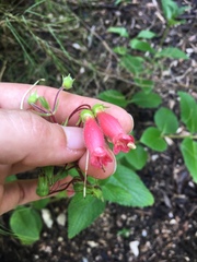 Gesnerieae