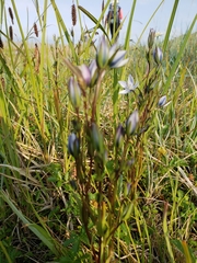 Lomatogonium rotatum