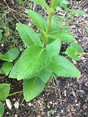 Gesnerieae
