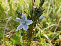 Lomatogonium rotatum