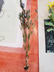 Lomatogonium rotatum