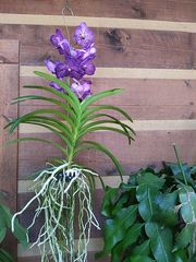 Vanda