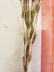 Lomatogonium rotatum