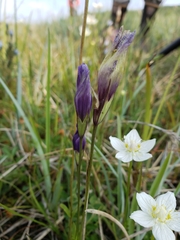 Gentianopsis barbata