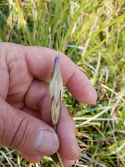 Gentianopsis barbata