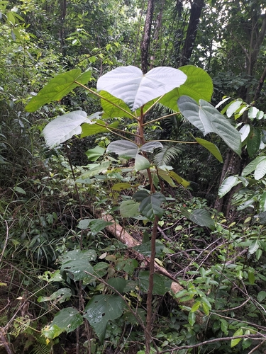Aleurites moluccanus