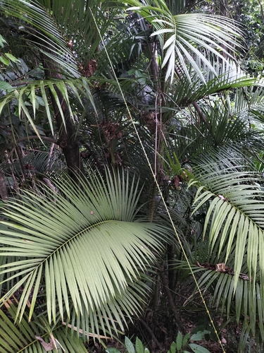 Image of Calamus moti by (c) Matthew Borella, some rights reserved (CC BY)