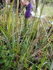 Gentianopsis barbata