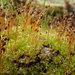 Round-fruited Collar-Moss - Photo (c) Paul Bowyer, some rights reserved (CC BY-NC), uploaded by Paul Bowyer