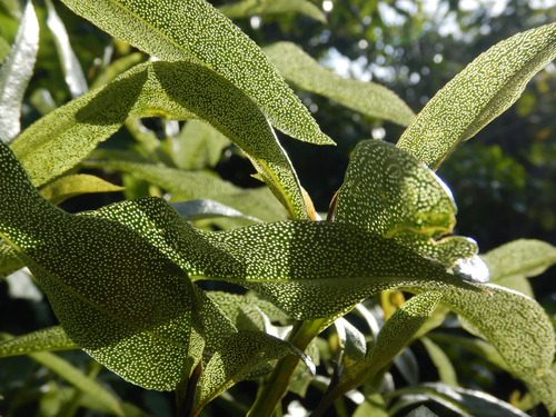 Myoporum laetum