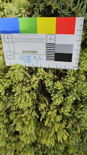 Image of Threlkeldia diffusa by (c) Rosalie Lawrence, some rights reserved (CC BY)