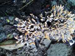 Fungi
