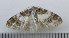 Hydrelia condensata