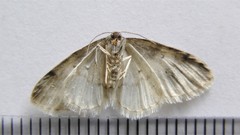 Hydrelia condensata