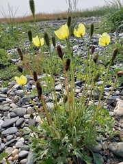 Papaver lapponicum
