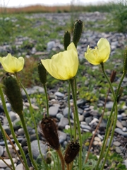 Papaver lapponicum