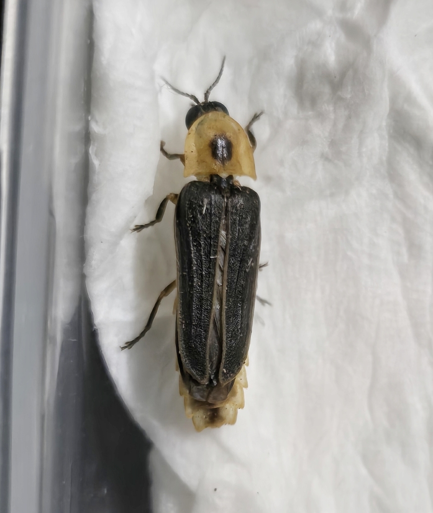 Lychnobius conspicuus